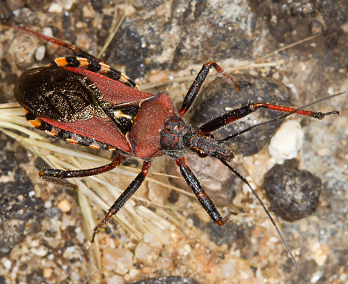 Reduviidae: Rhynocoris erythropus della Sardegna